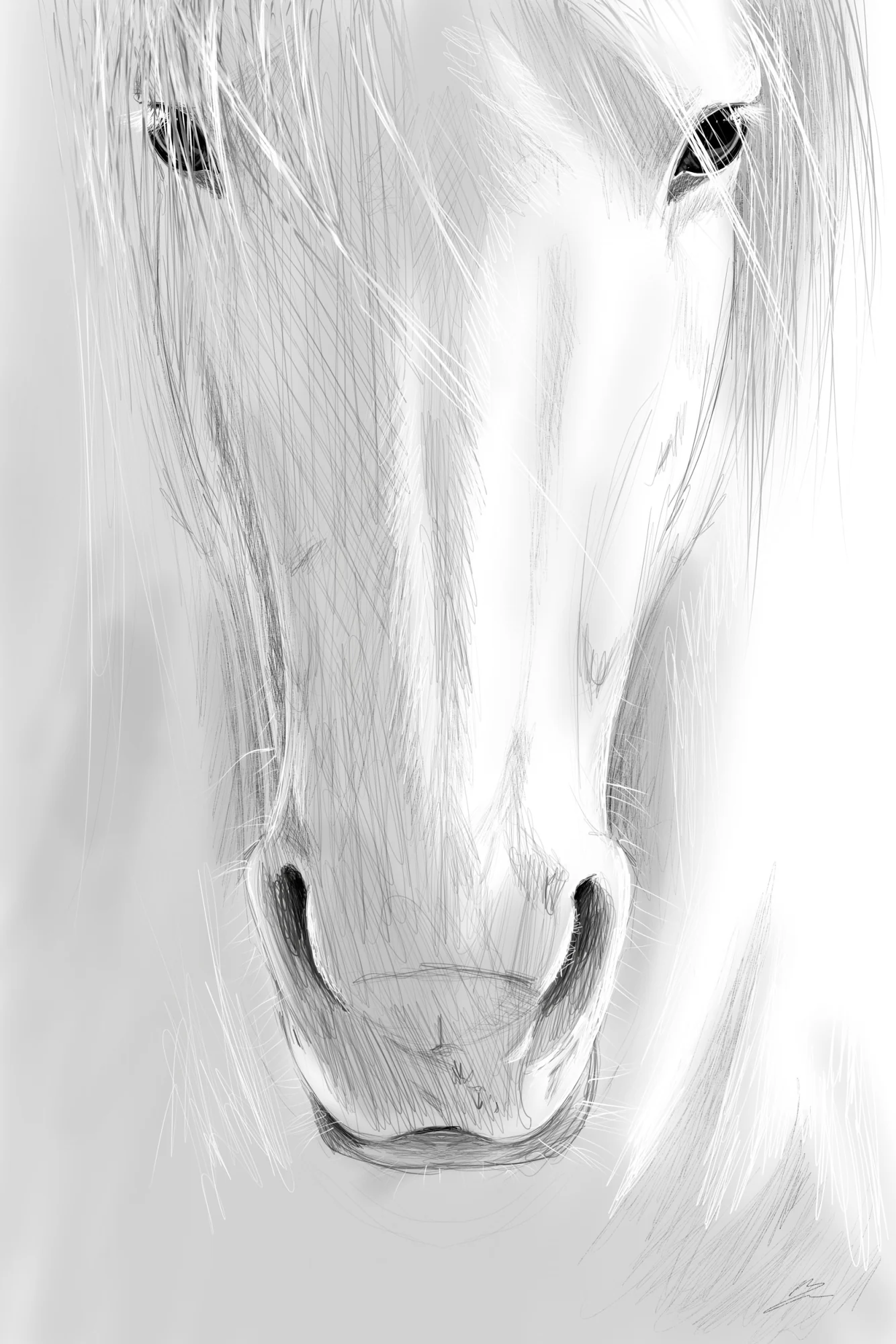 Tête de cheval blanc de face en hachures grises, yeux et naseaux noirs, fond blanc. Tableau en caisse américaine.