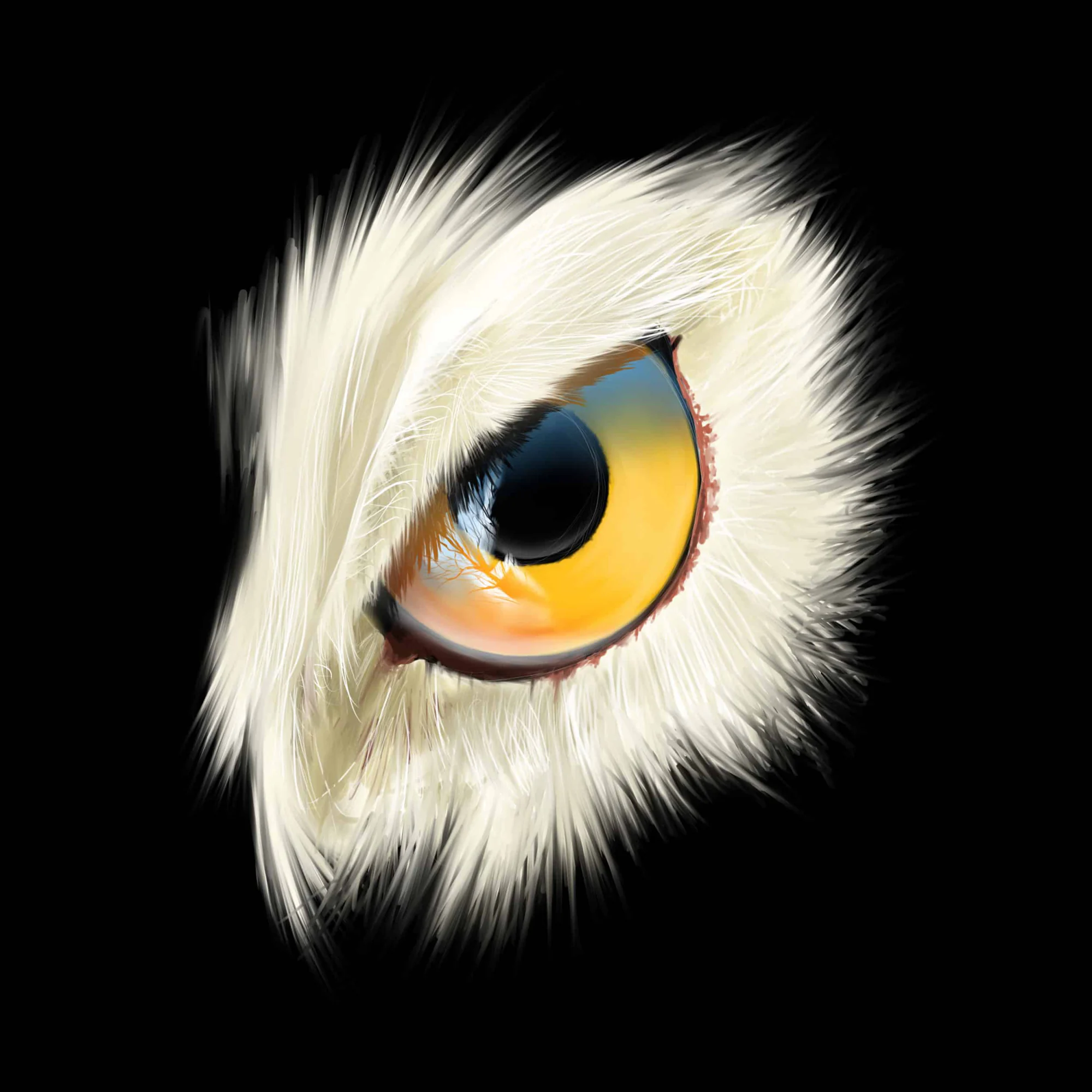 Œil de chouette blanche, iris jaune et orange, pupille ronde, plumes duveteuses, fond noir. Tableau en caisse américaine.