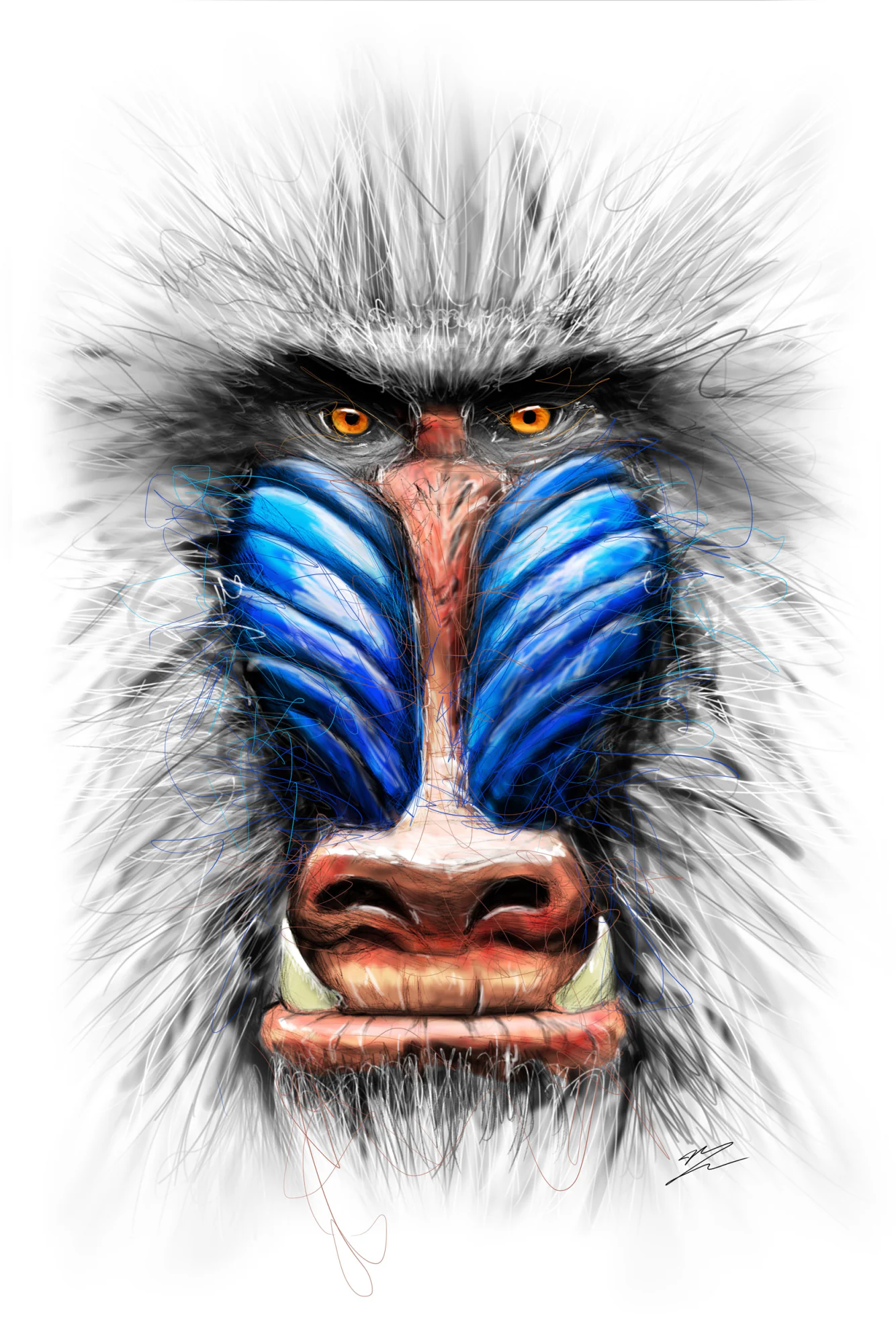 Mandrill de face, museau bleu strié, nez rouge, yeux orange, crocs visibles, crinière grise, fond blanc. Tableau en caisse américaine.