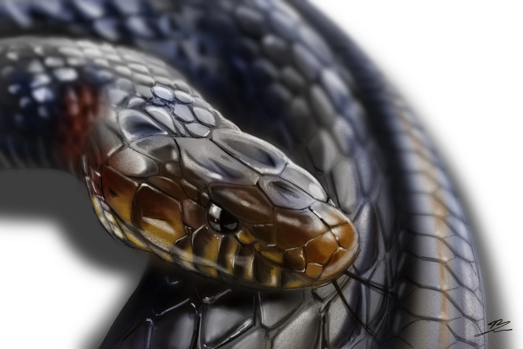 Serpent indigo (Drymarchon couperi) lové, tête ambrée et œil noir au premier plan, fond blanc. Tableau en caisse américaine.