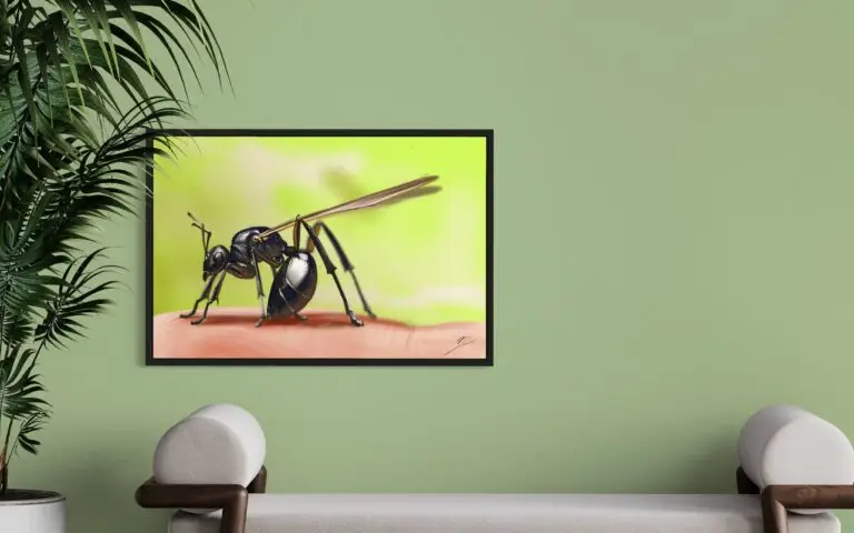 Fourmis, vue 1