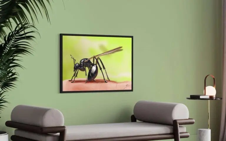 Fourmis, vue 2