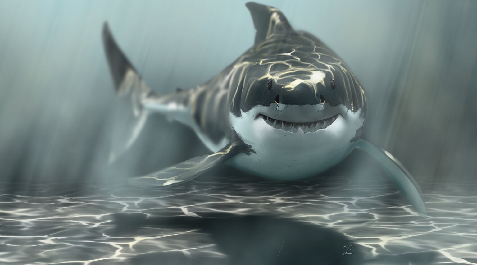 Requin blanc de face, gueule entrouverte, reflets de lumière sur le dos et le fond sableux.